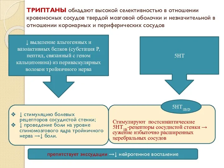 ТРИПТАНЫ обладают высокой селективностью в отношении кровеносных сосудов твердой мозговой оболочки