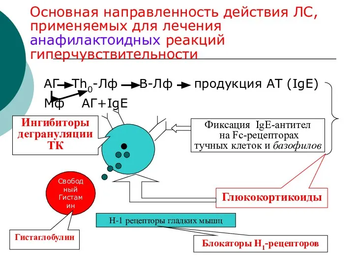 Основная направленность действия ЛС, применяемых для лечения анафилактоидных реакций гиперчувствительности АГ