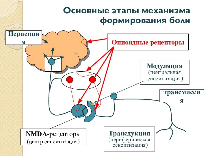 Основные этапы механизма формирования боли Опиоидные рецепторы NMDA-рецепторы (центр.сенситизация) Трансдукция (периферическая
