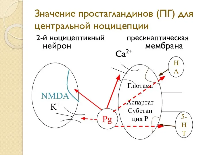 Значение простагландинов (ПГ) для центральной ноцицепции 2-й ноцицептивный пресинаптическая нейрон мембрана