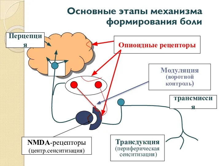 Основные этапы механизма формирования боли Опиоидные рецепторы NMDA-рецепторы (центр.сенситизация) Трансдукция (периферическая