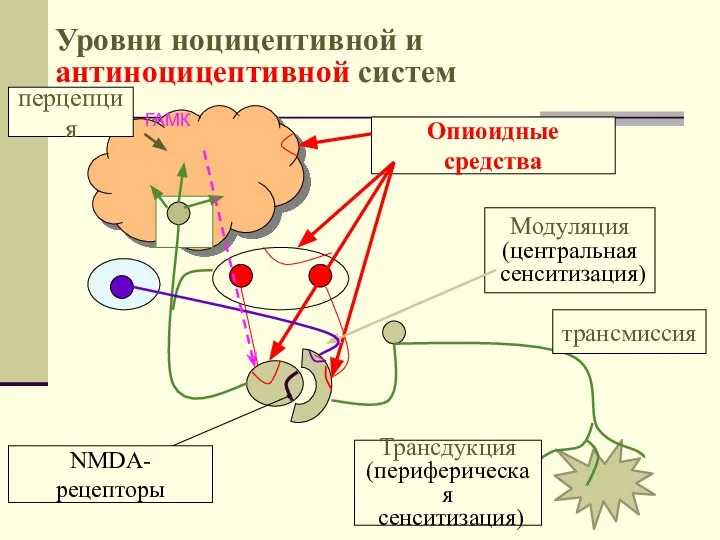 Уровни ноцицептивной и антиноцицептивной систем ГАМК Опиоидные средства NMDA-рецепторы Трансдукция (периферическая