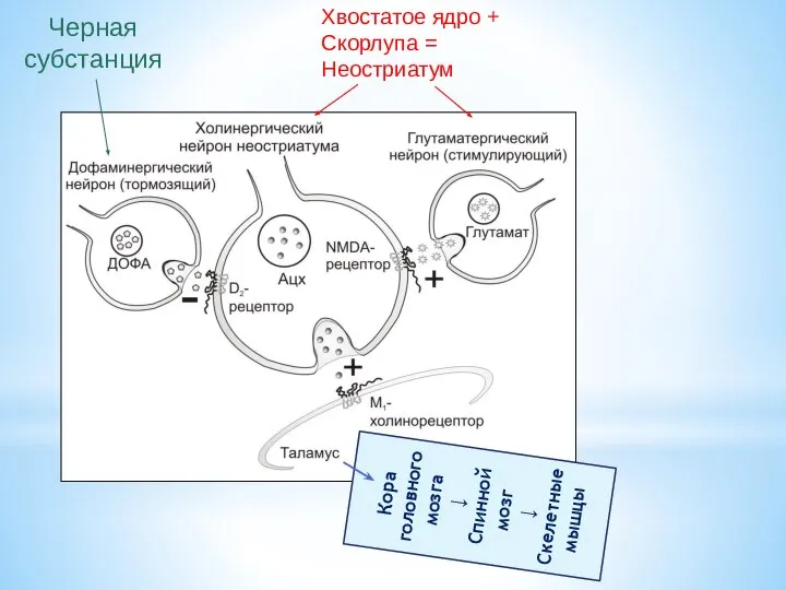 Хвостатое ядро + Скорлупа = Неостриатум Черная субстанция Кора головного мозга