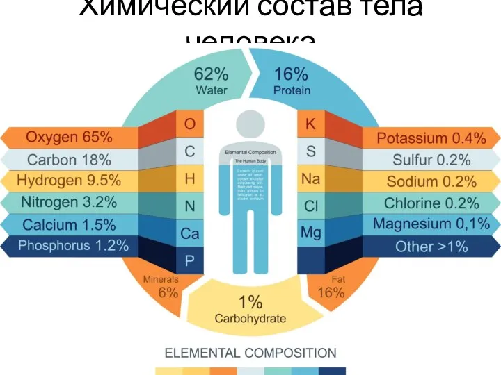 Химический состав тела человека