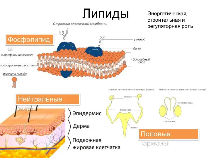 Липиды Фосфолипиды Нейтральные жиры Половые гормоны Энергетическая, строительная и регуляторная роль