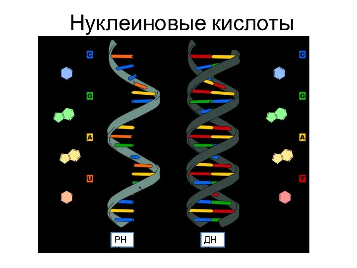 Нуклеиновые кислоты ДНК РНК