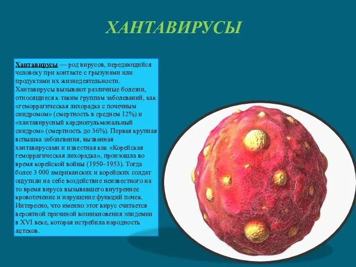 ХАНТАВИРУСЫ Хантавирусы — род вирусов, передающийся человеку при контакте с грызунами