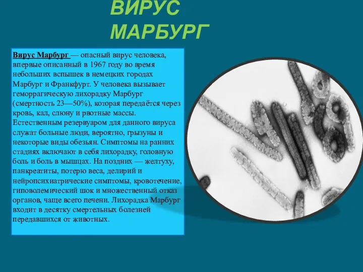 ВИРУС МАРБУРГ Вирус Марбург — опасный вирус человека, впервые описанный в