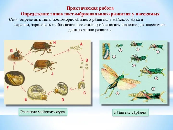 Практическая работа Определение типов постэмбрионального развития у насекомых Цель: определить типы