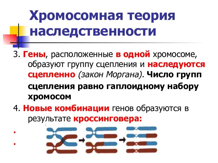 Хромосомная теория наследственности 3. Гены, расположенные в одной хромосоме, образуют группу