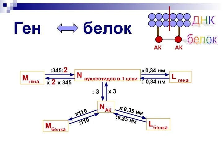 Ген белок N нуклеотидов в 1 цепи NАК ДНК белок АК