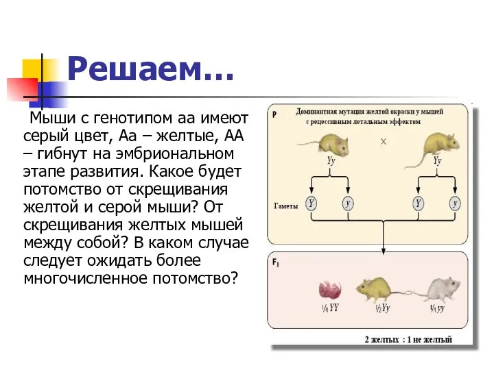 Решаем… Мыши с генотипом аа имеют серый цвет, Аа – желтые,