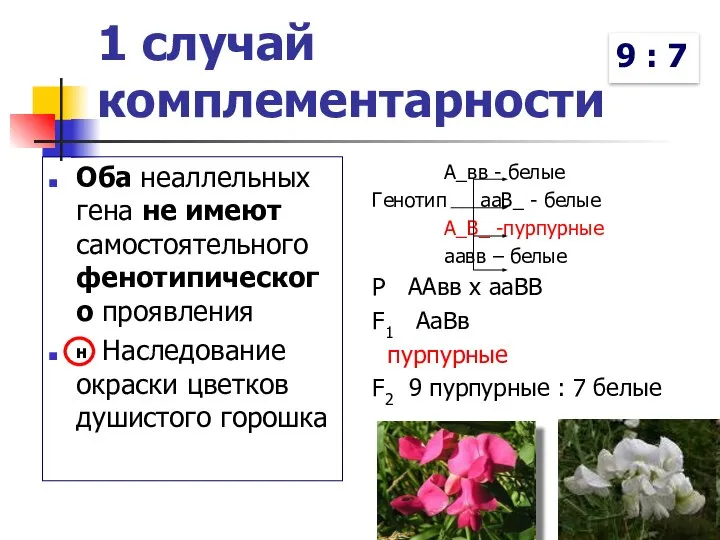 1 случай комплементарности Оба неаллельных гена не имеют самостоятельного фенотипического проявления