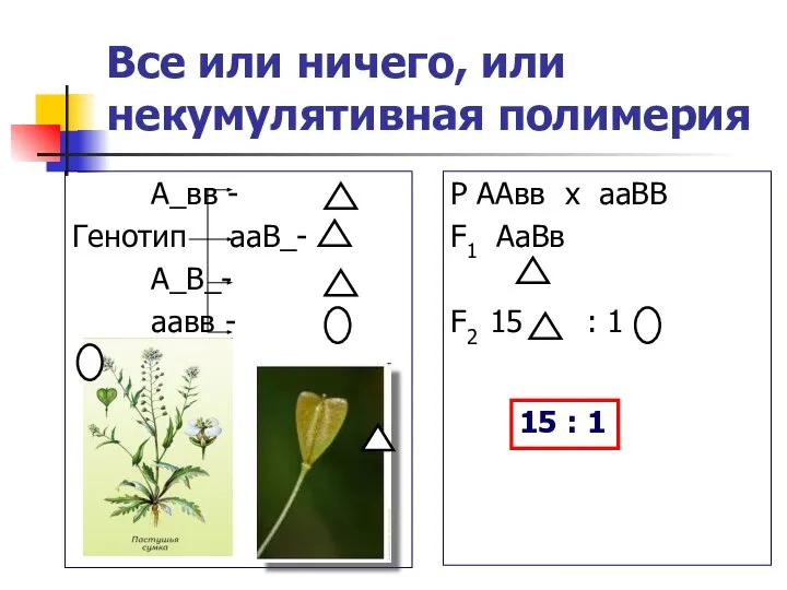 Все или ничего, или некумулятивная полимерия А_вв - Генотип ааВ_- А_В_-