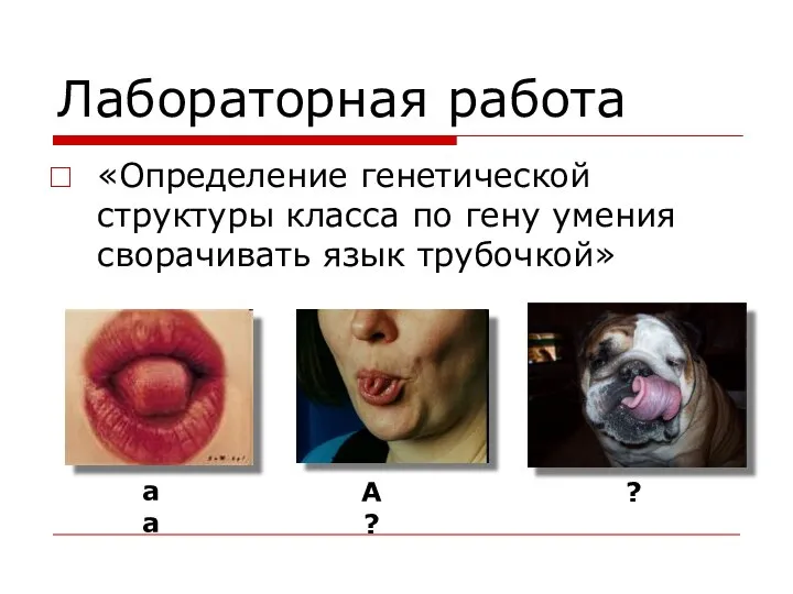 Лабораторная работа «Определение генетической структуры класса по гену умения сворачивать язык трубочкой» аа А? ?