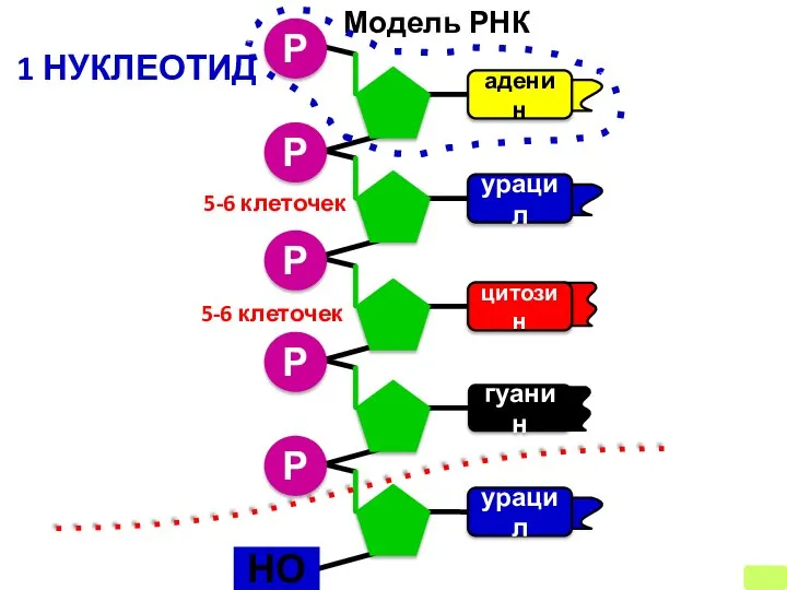 Р аденин урацил цитозин гуанин Р Р Р Р Модель РНК
