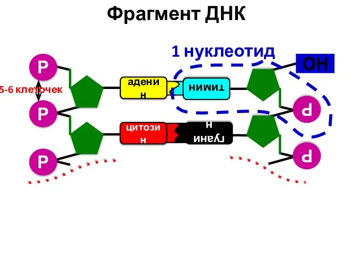 Р аденин цитозин Р Р гуанин Р Р тимин ОН Фрагмент ДНК 5-6 клеточек 1 нуклеотид