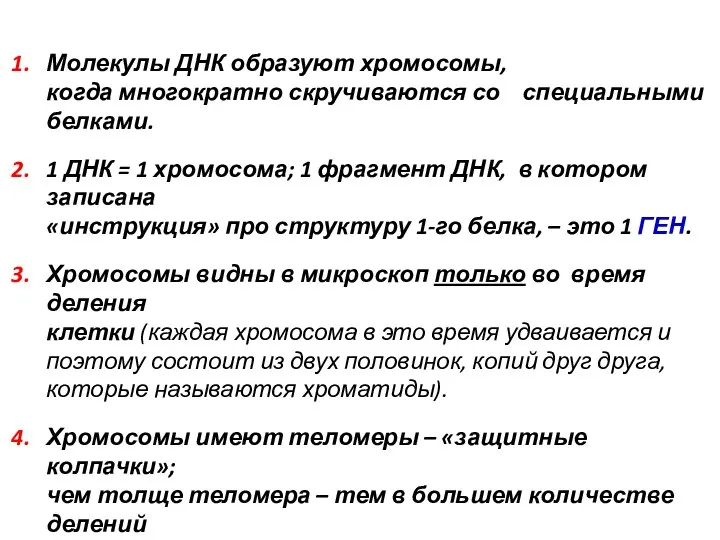 Молекулы ДНК образуют хромосомы, когда многократно скручиваются со специальными белками. 1