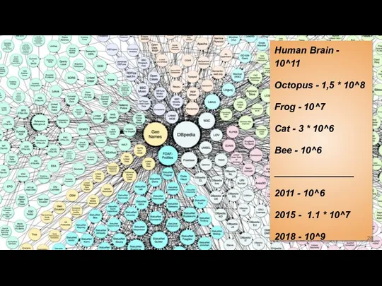 Human Brain - 10^11 Octopus - 1,5 * 10^8 Frog -