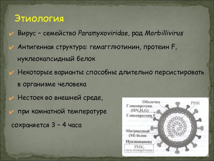 Вирус – семейство Paramyxoviridae, род Morbillivirus Антигенная структура: гемагглютинин, протеин F,