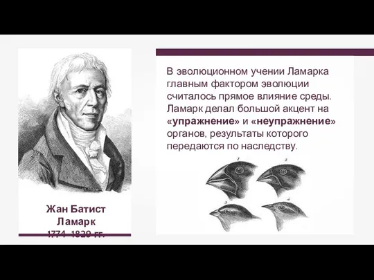 Жан Батист Ламарк 1774–1829 гг. В эволюционном учении Ламарка главным фактором