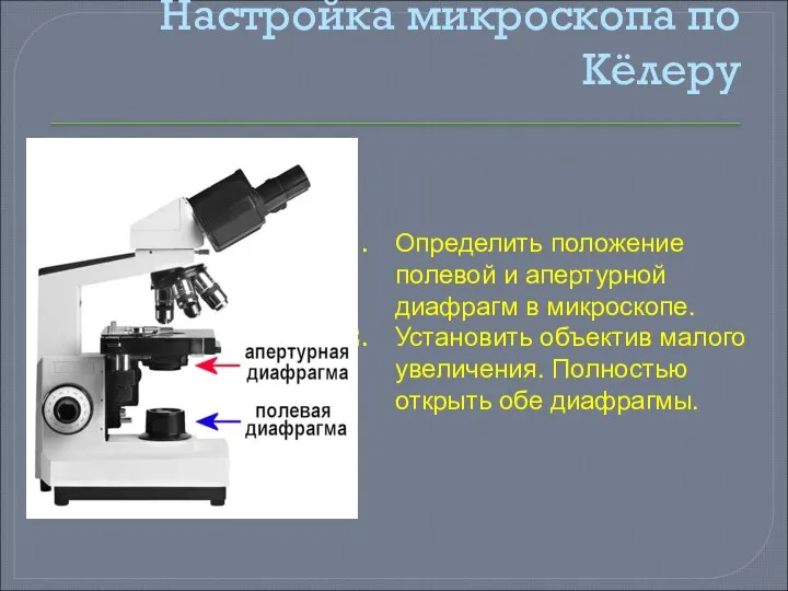 Настройка микроскопа по Кёлеру Определить положение полевой и апертурной диафрагм в