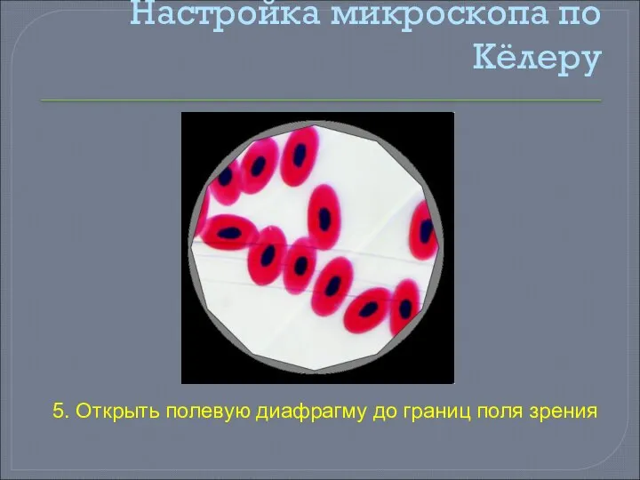 Настройка микроскопа по Кёлеру 5. Открыть полевую диафрагму до границ поля зрения