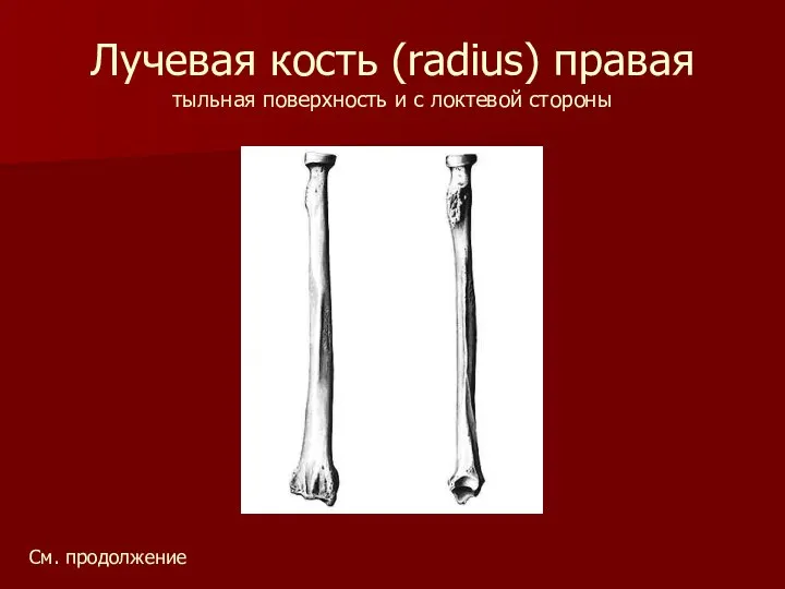 Лучевая кость (radius) правая тыльная поверхность и с локтевой стороны См. продолжение