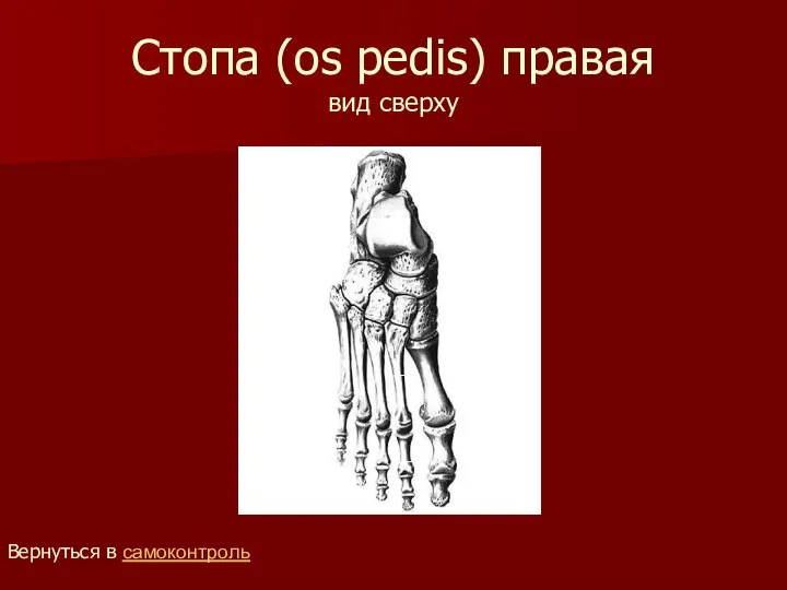 Стопа (os pedis) правая вид сверху Вернуться в самоконтроль