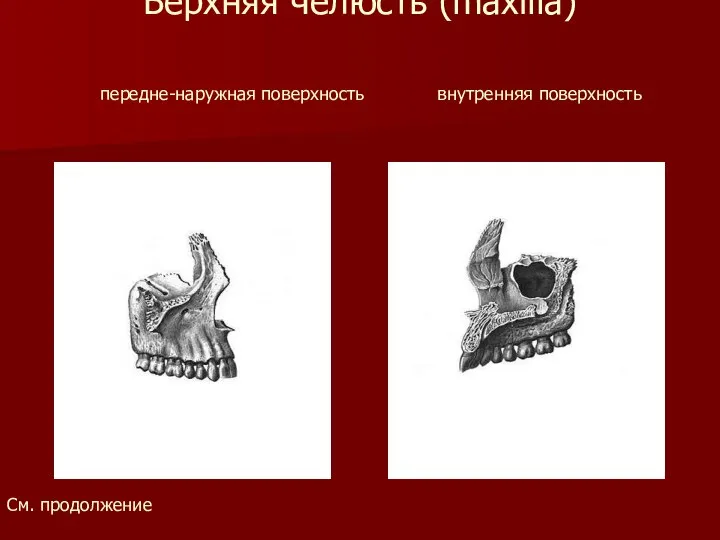 Верхняя челюсть (maxilla) передне-наружная поверхность внутренняя поверхность См. продолжение