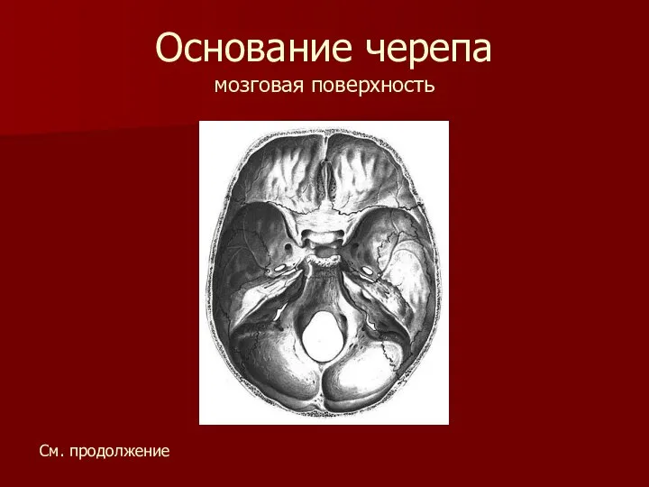 Основание черепа мозговая поверхность См. продолжение