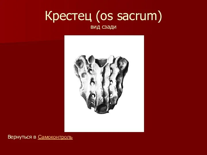 Крестец (os sacrum) вид сзади Вернуться в Самоконтроль