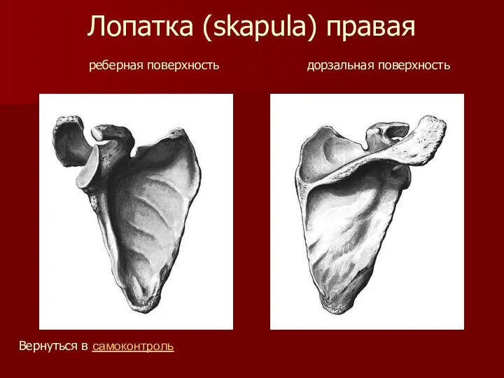 Лопатка (skapula) правая реберная поверхность дорзальная поверхность Вернуться в самоконтроль