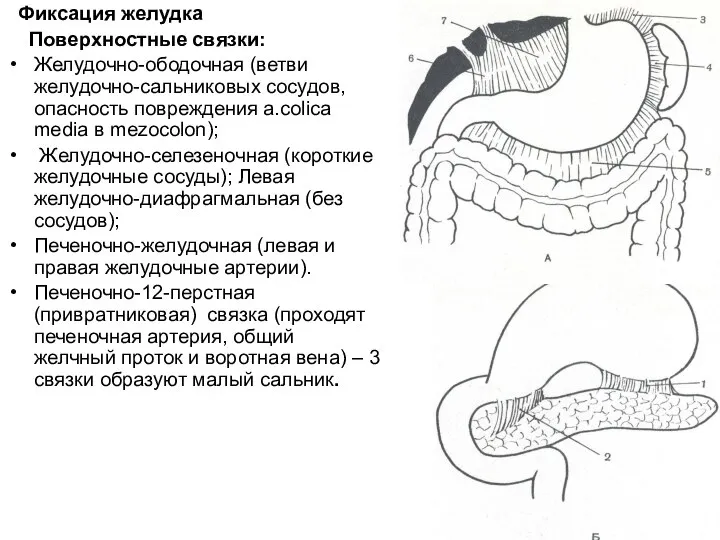 Фиксация желудка Поверхностные связки: Желудочно-ободочная (ветви желудочно-сальниковых сосудов, опасность повреждения a.colica