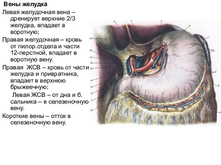 Вены желудка Левая желудочная вена – дренирует верхние 2/3 желудка, впадает