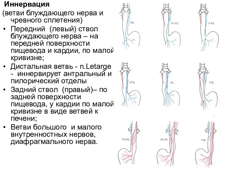 Иннервация (ветви блуждающего нерва и чревного сплетения) Передний (левый) ствол блуждающего