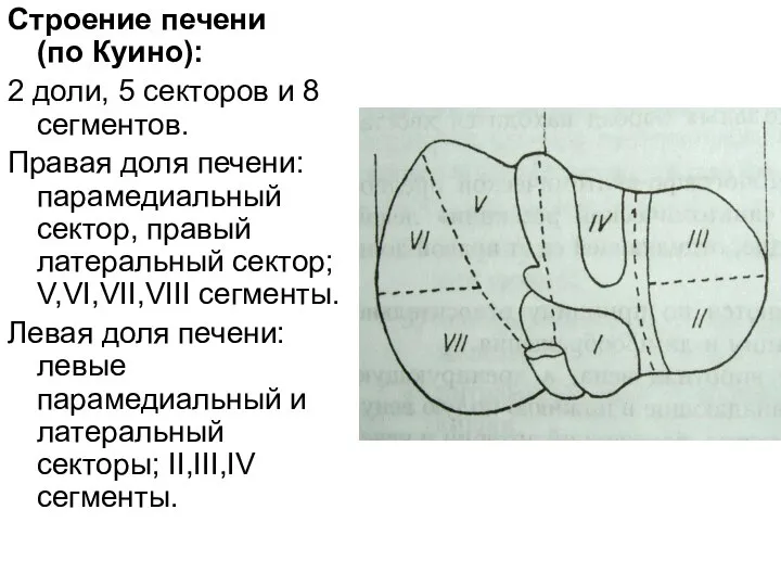 Строение печени (по Куино): 2 доли, 5 секторов и 8 сегментов.