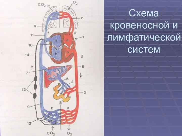 Схема кровеносной и лимфатической систем