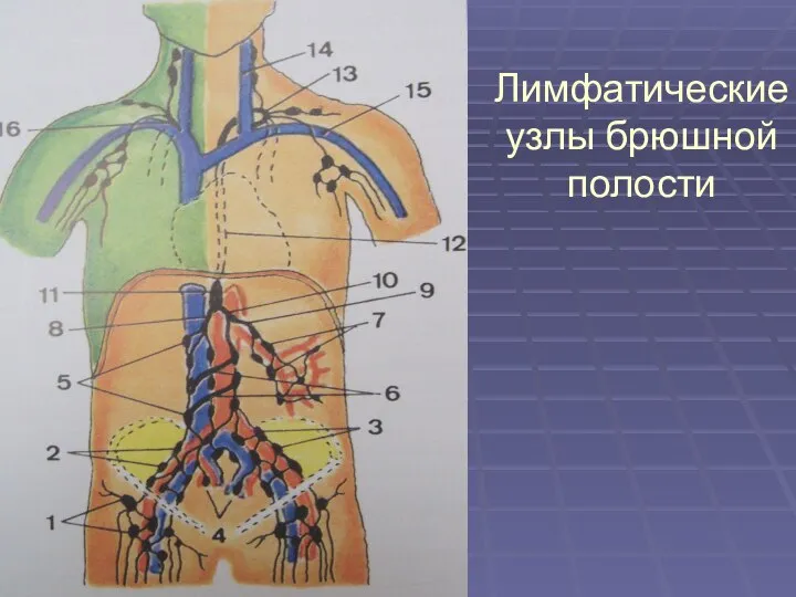 Лимфатические узлы брюшной полости