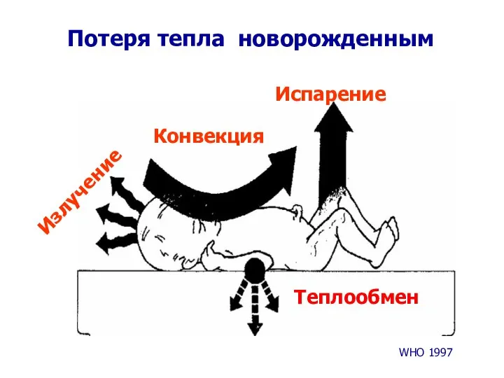 Излучение Конвекция Испарение Теплообмен Потеря тепла новорожденным WHO 1997