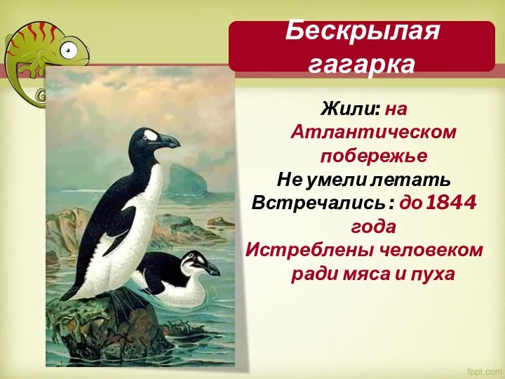 Жили: на Атлантическом побережье Не умели летать Встречались : до 1844