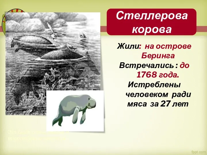 Жили: на острове Беринга Встречались : до 1768 года. Истреблены человеком