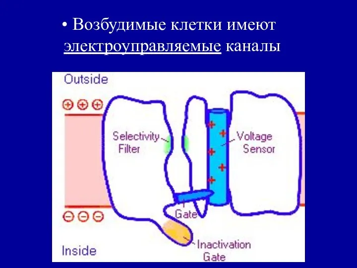 Возбудимые клетки имеют электроуправляемые каналы