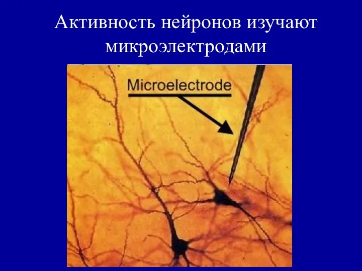 Активность нейронов изучают микроэлектродами