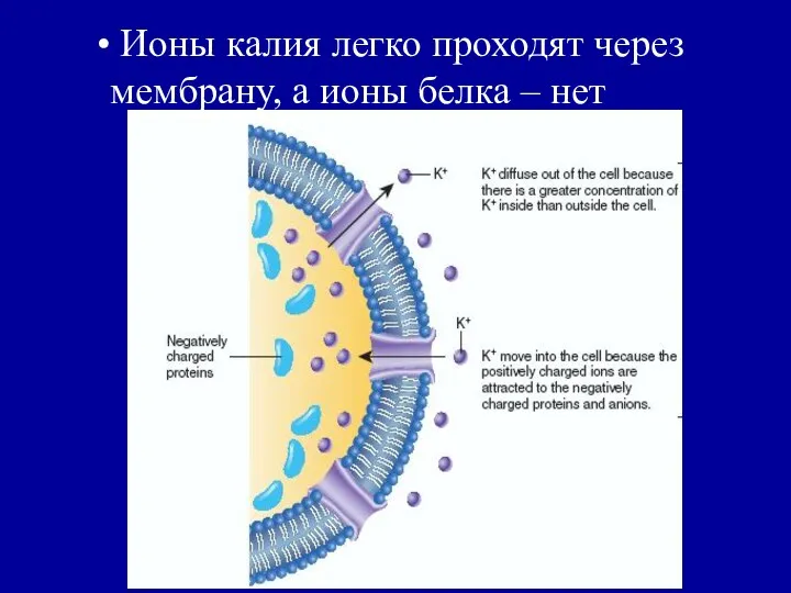 Ионы калия легко проходят через мембрану, а ионы белка – нет