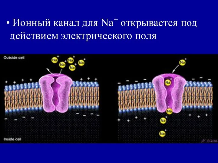 Ионный канал для Na+ открывается под действием электрического поля