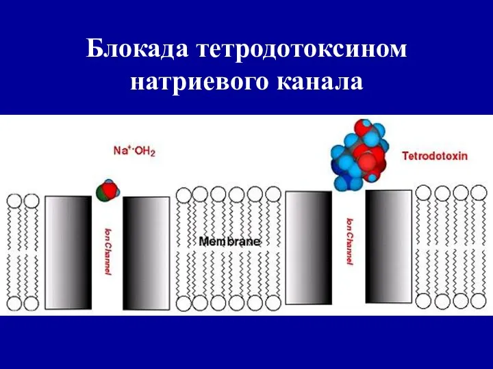 Блокада тетродотоксином натриевого канала