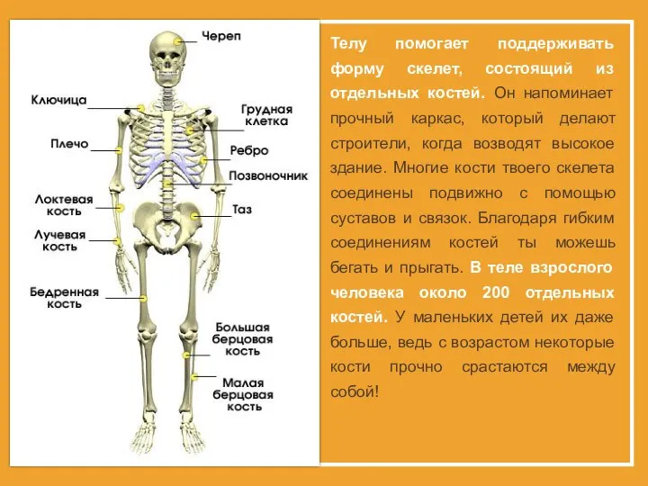 Телу помогает поддерживать форму скелет, состоящий из отдельных костей. Он напоминает