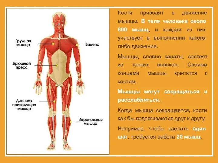 Кости приводят в движение мышцы. В теле человека около 600 мышц,