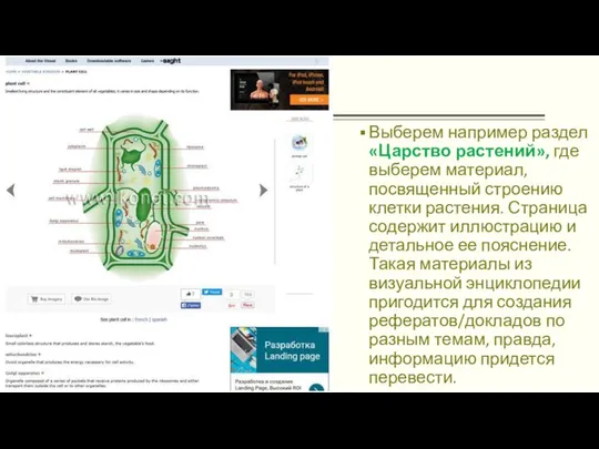 Выберем например раздел «Царство растений», где выберем материал, посвященный строению клетки